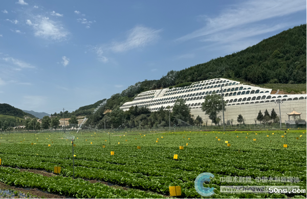 生产基地内的喷灌设备正在作业 本报记者 张佳鑫摄